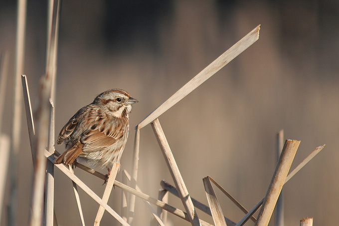 Pasowka spiewna(Melospiza melodia)