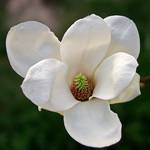 Magnolia