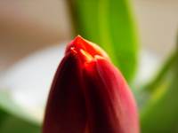 tulip.