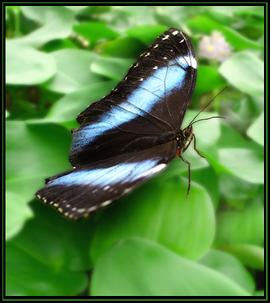 MORPHO ACHILLES