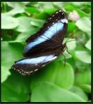 MORPHO ACHILLES