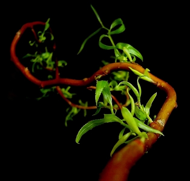 Salix matsudana Tortuosa