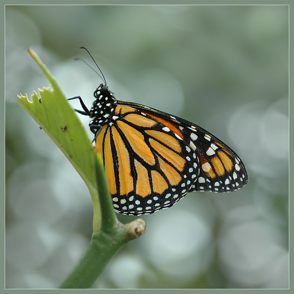 DANAUS PLEXIPUS