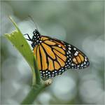 DANAUS PLEXIPUS