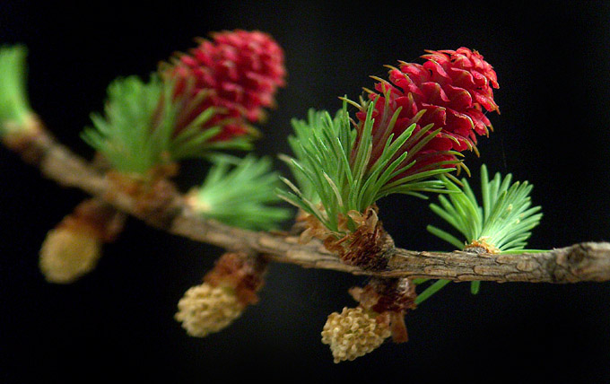 Larix decidua