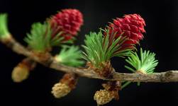 Larix decidua