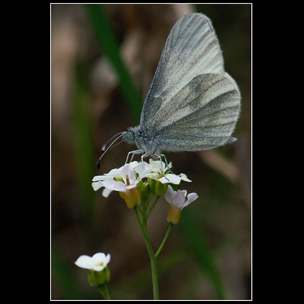 motyl