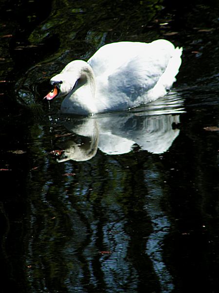 łabądź