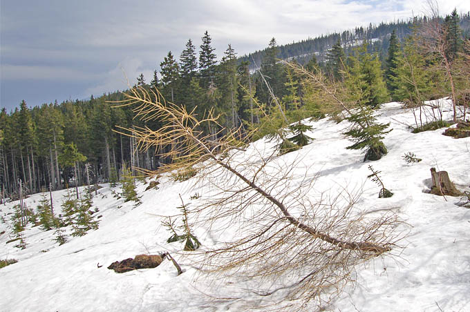 Wiosna w Karkonoszach