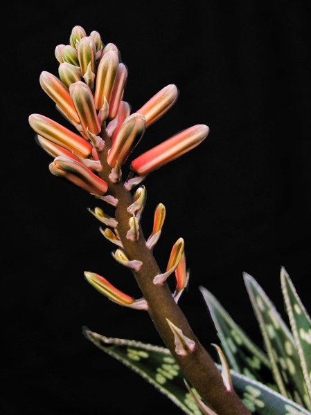 Aloe odslona 2