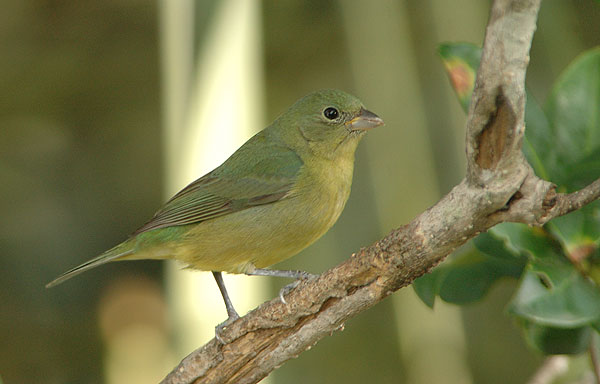 Painted Bunting, Passerina ciris