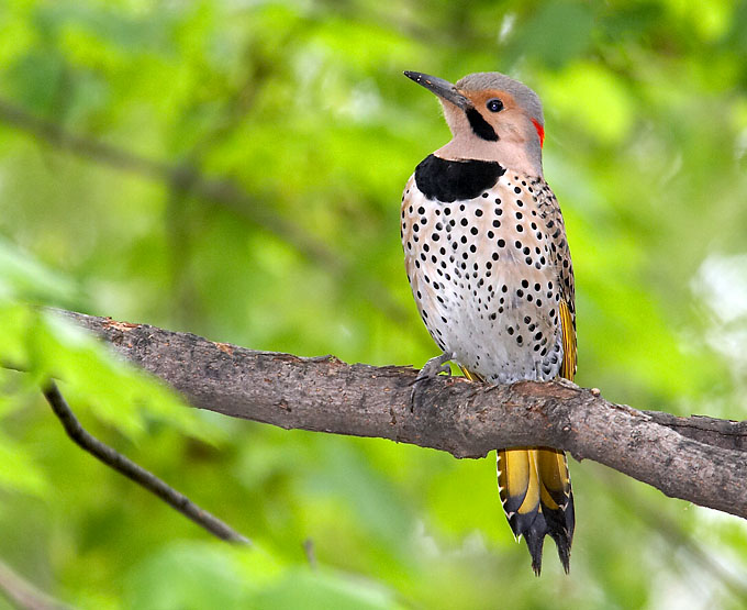 Northern Flicker