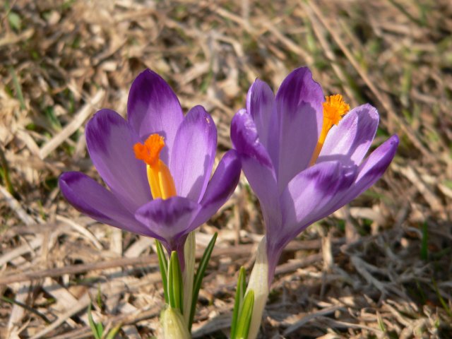 krokusy