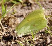 cytrynowy Motyl