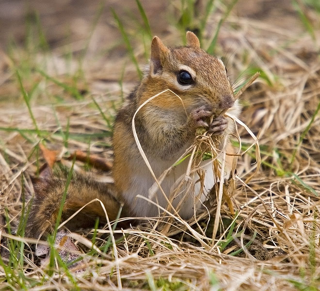 chipmunk