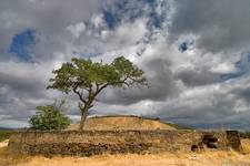 Lonely tree...