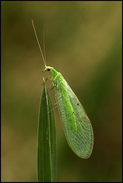 Złotook zwyczajny (Chrysopa perla)