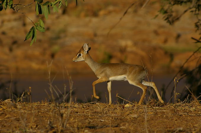 dikdik