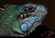 iguana iguana