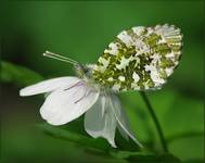 Zorzynek rzeżuchowiec (Anthocharis cardamines)