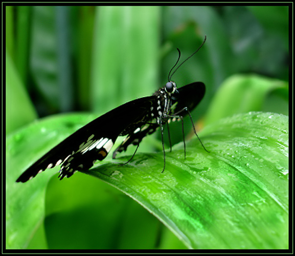 PAPILIO LORIMIERI