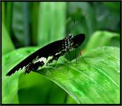 PAPILIO LORIMIERI