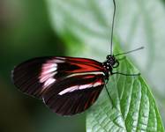 Heliconius Melpomene Madiera