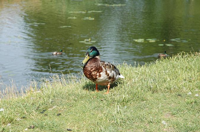 nad rzeczką opodal krzaczka...