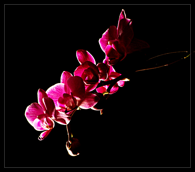 Phalaenopsis 5