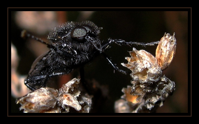 Insect in Black