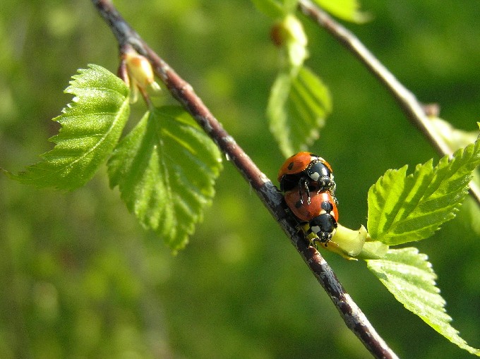 biedroneczki