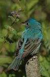 Indigo Bunting, Passerina cyanea