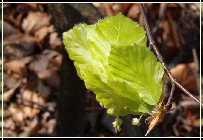 Lost Leaf