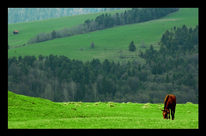 koń polski