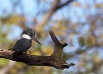 Belted Kingfisher