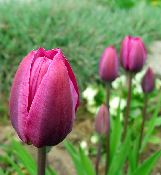 tulipany