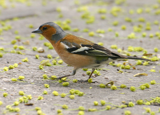 Zięba (Fringilla coelebs)