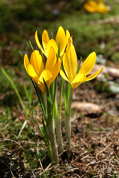 Krokusy