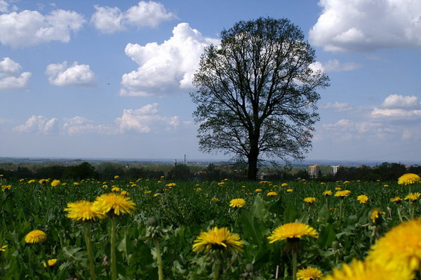 Taki se widoczek