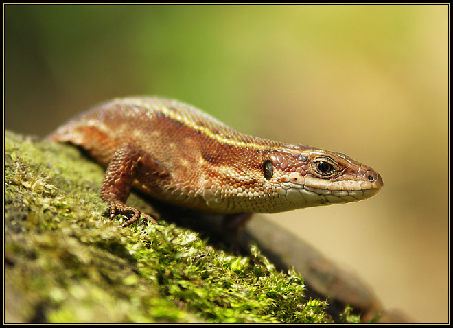 Jaszczurka żyworodna (Lacerta vivipara)