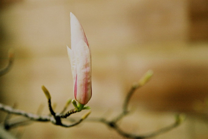 miasto magnolii