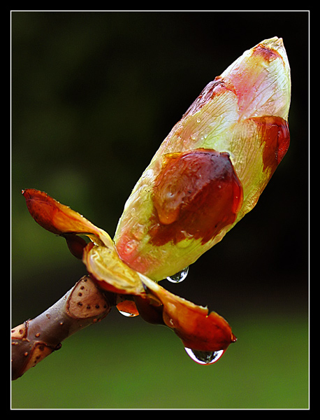 Aesculus hippocastanum