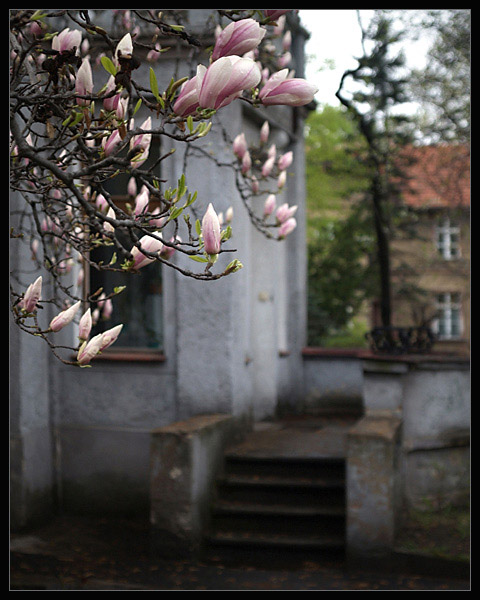 Magnolia