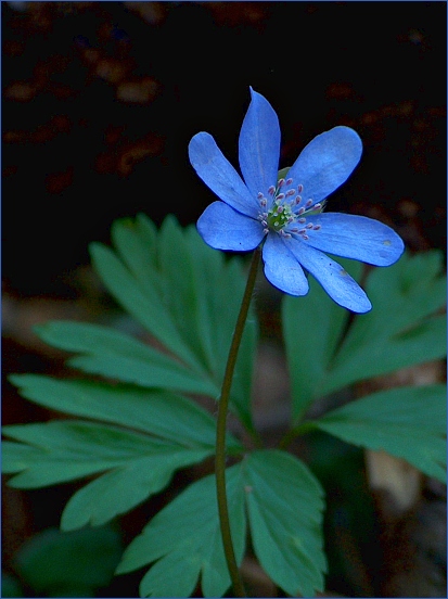 Przylaszczka pospolita - Hepatica nobilis