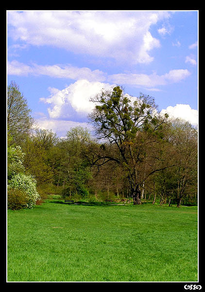 Cysteriańskie widoki