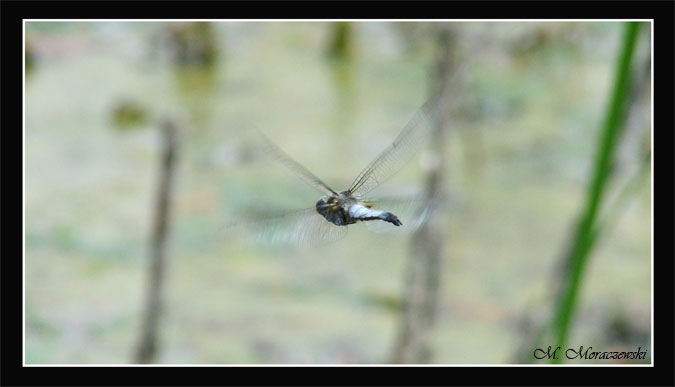 Dragonfly#1