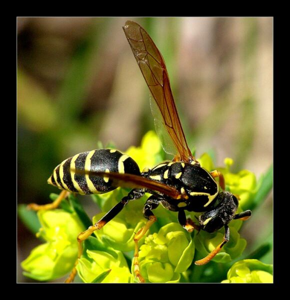 INSECTOID LATAJĄCY