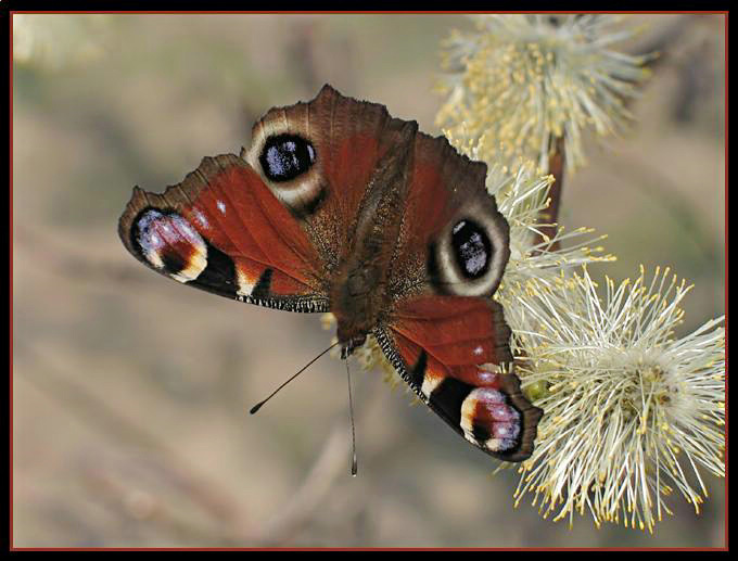 Motyl Pawik