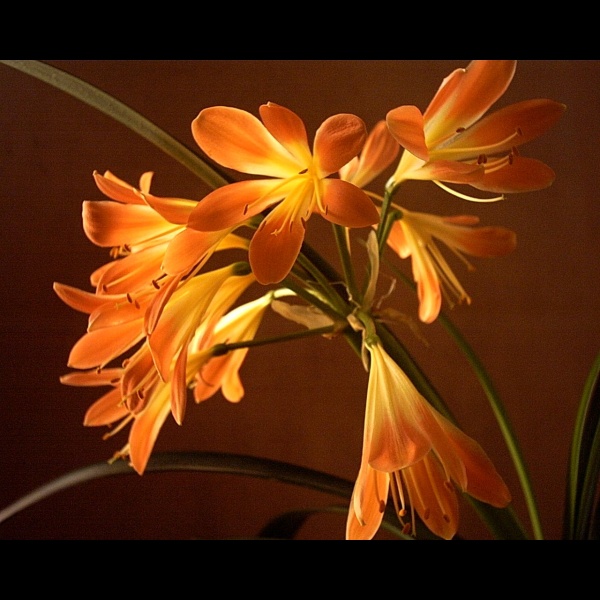 Kliwia Pomarańczowa - Clivia Miniata 14 Maja 2003. Media-Tech Toth MT411