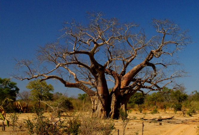 baobab - baaardzo stary. afryka